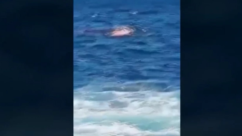 ზვიგენი