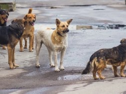 ძაღლები