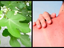 What are the statistics of the 2025 burns of figs? - Definition of Guga Kashibadze