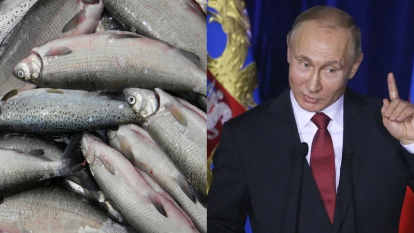 რუსეტში, სახალინიდან მობილიზებული პირების ოჯახებს 5 კგ. თევზს გადასცემენ