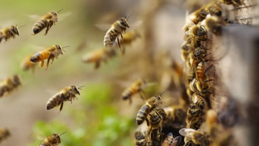 ფუტკრები