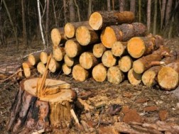 Sanctions for illegal forest use
