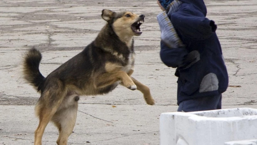 ძაღლი