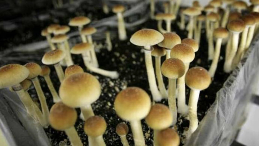 სოკოები