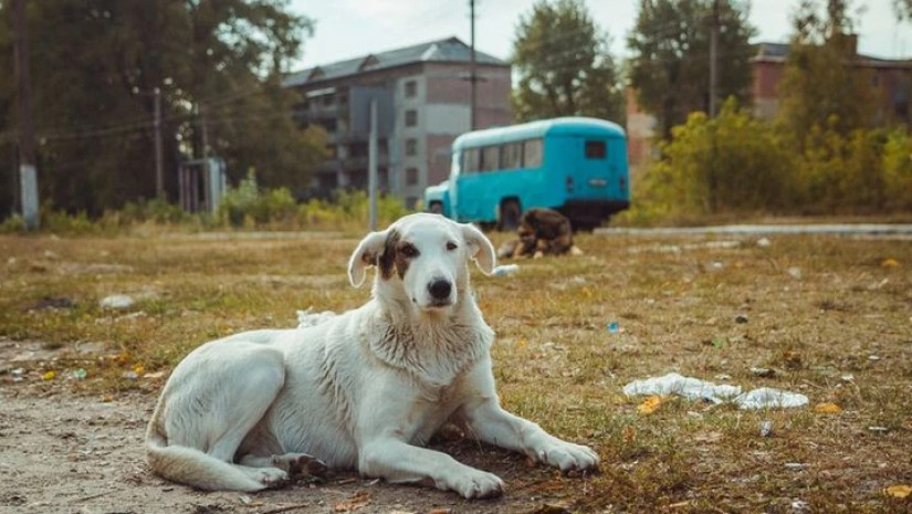 ძაღლები