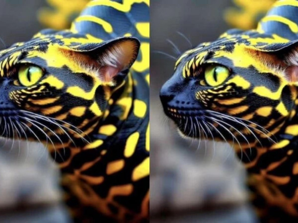 გველი კატა