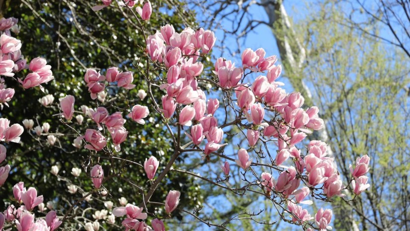 მაგნოლიები