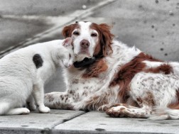 A population management center for homeless animals was built in Tbilisi, which will serve the capital 24 hours a day