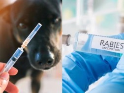 6 people who were in contact with an animal infected with rabies in Tbilisi have been identified - what is known at the moment