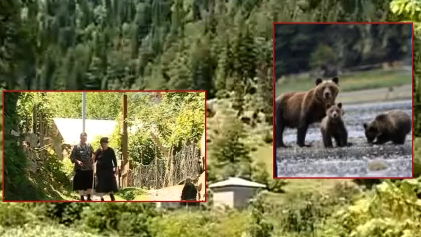 დათვების თავდასხმა