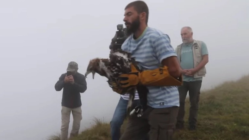 არწივი ესმერალდა