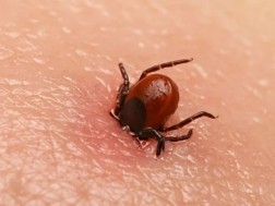 ტკიპა ტკიპა