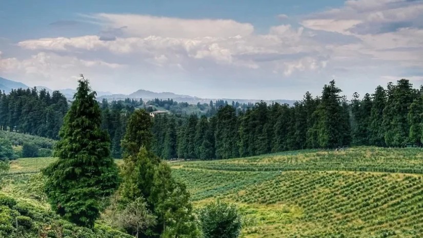 ჩაი