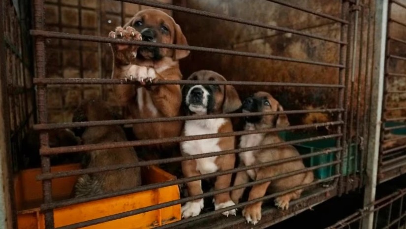 სამხრეთ კორეის პარლამენტმა ძაღლის ხორცის მოხმარება აკრძალა