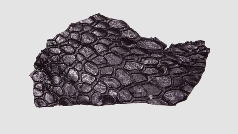 290 მილიონი წლის წინანდელი კანის ნამარხი