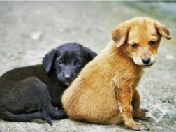 We have about 32,000 homeless animals in Tbilisi ... - Director of Animal Monitoring Agency