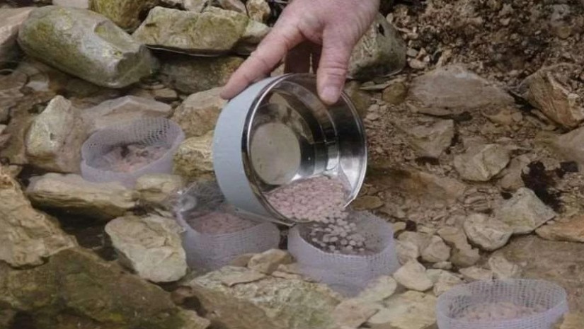 ქვირითი