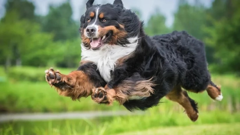 ძაღლები