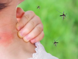 Fever, head and body pain, nausea - mosquito -transmitted infections that apply to summer