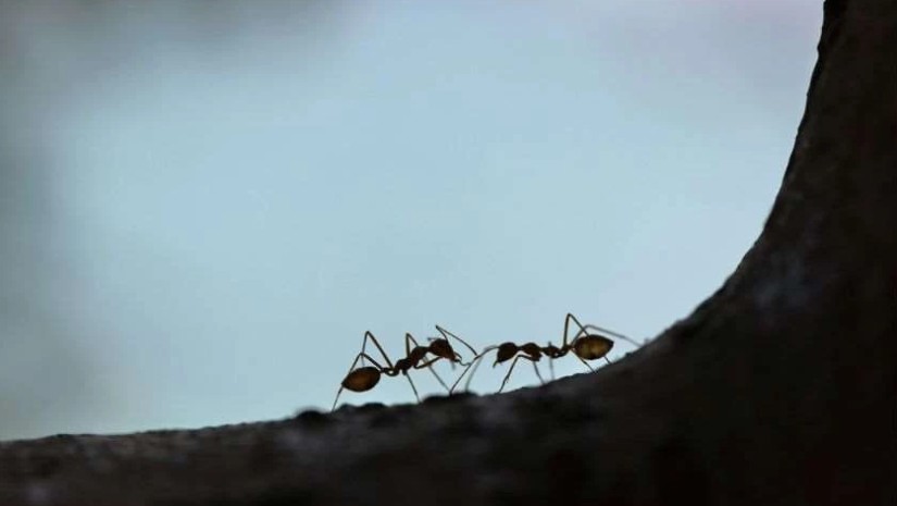 ჭიანჭველები