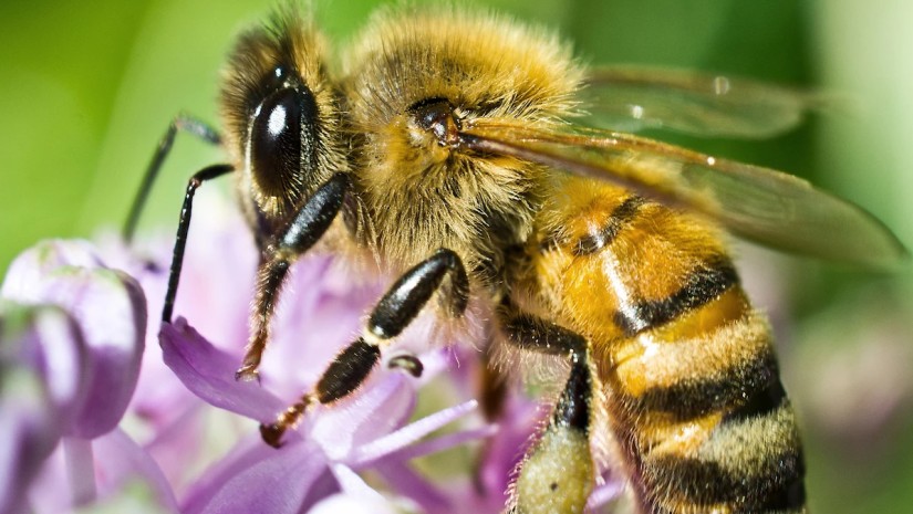 bee