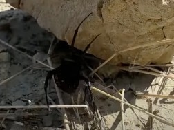 What does the European black widow look like - the most poisonous creature living in Georgia