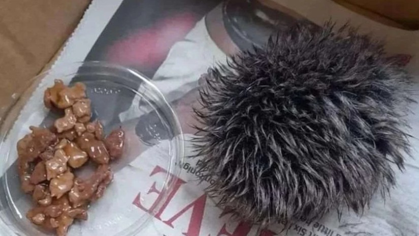 ზღარბი