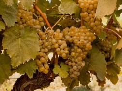 As of September 23, 205,000 tons of grapes were processed in Kakheti, including 81,200 tons of Rkatsiteli grapes, 97,200 tons of Saferavia grapes.