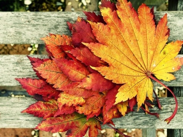 შემოდგომა