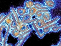 8 out of 26 cases of infection with the new virus ended fatally - WHO publishes updated data