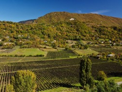 As of October 3, up to 278 thousand tons of grapes have been processed in Georgia