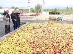 As of today, 9,000 tons of non-standard apples have been delivered, farmers have already received an income of more than 2 million GEL.