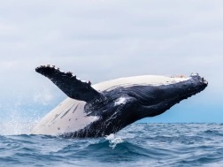 Why don't whales get cancer?