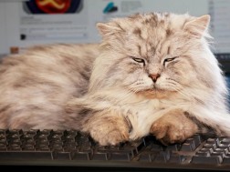 Why cats love to lie on the keyboard and how to get rid of this behavior