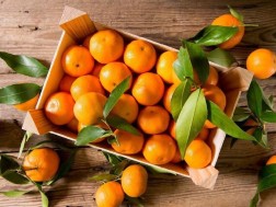 The citrus coordination headquarters has been launched - this year, they expect to harvest up to 40-45 thousand tons of citrus.