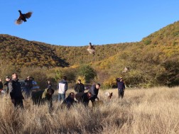 270 Colchian pheasants were released into the wild in Akhmet Municipality