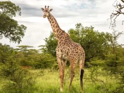 The world's tallest animal is in danger of extinction