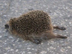 Tomorrow, November 28th is International Drunken Hedgehog Day - stock up on beer to toast him