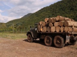 Employees of the National Forestry Agency revealed more than 700 facts of law violations in 2024