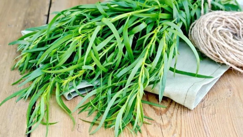 tarragon