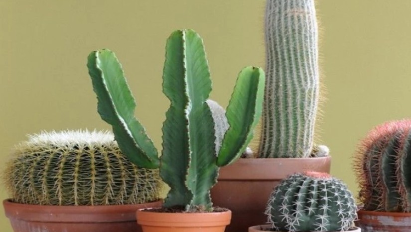 კაქტუსი