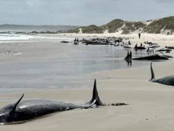 In Australia, the sea has dropped more than 150 whales - about 90 still alive