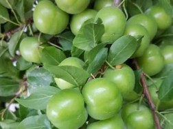 ალუჩა