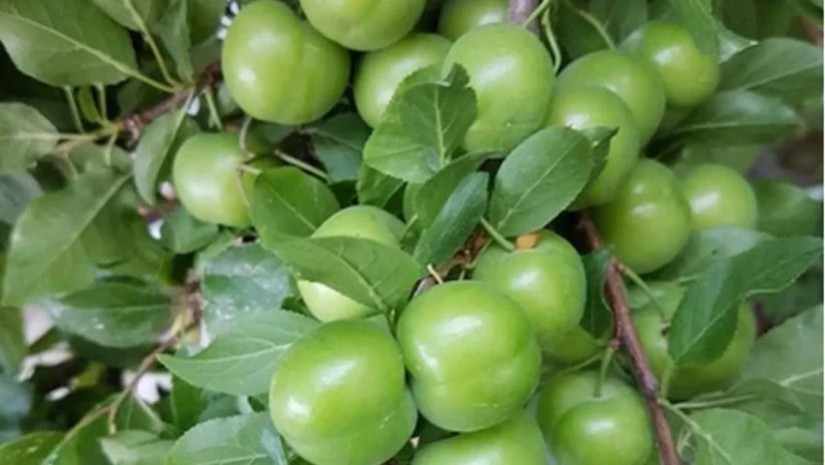 ალუჩა