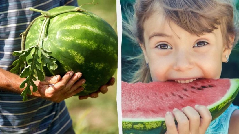 საზამთრო