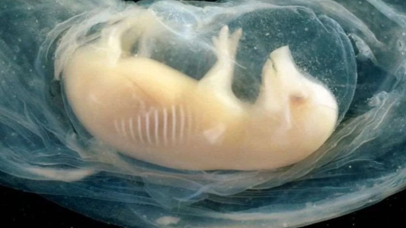 ჩინეთში ღორის ემბრიონებში ადამიანის გულები გაზარდეს