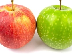 Why do apples have small forearms