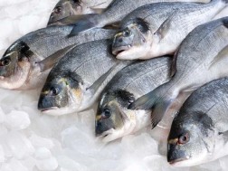 In one of the restaurants of Gori, in fish they found a substance that increases the risk of cancer