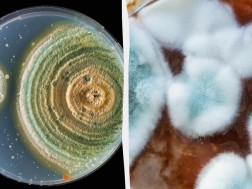 The fungus found in the tombs may break through the treatment of cancer