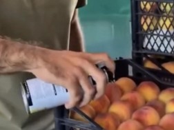 The person identified on the fact of peach coloring is the village of Chumlaquale - what is the statement of the Food Agency